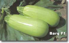 Barq.jpg (8959 bytes)