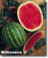 millionaire150.jpg (6526 bytes)